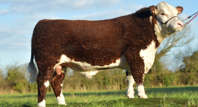 Netherhall 1 Daffy 22 S059 (Lucy son Sold to Bova AI- Semen available)