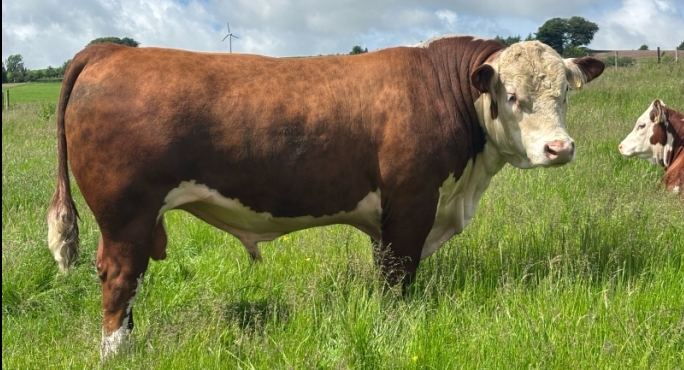 Netherhall 1 Quambone B306