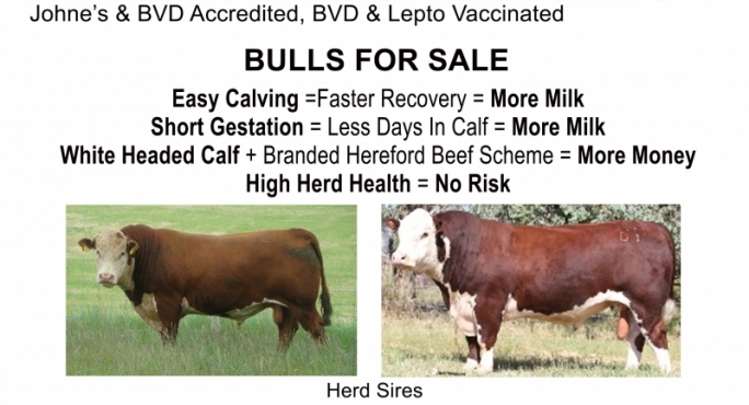Bulls for sale