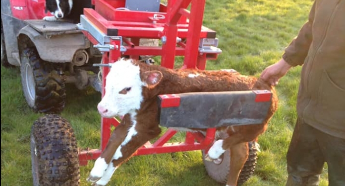 calf weighing