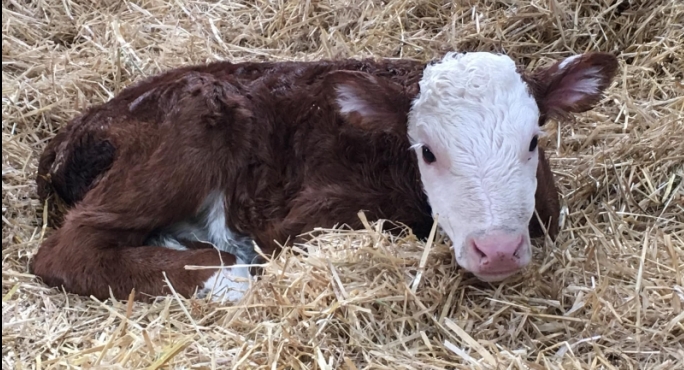 hereford calf