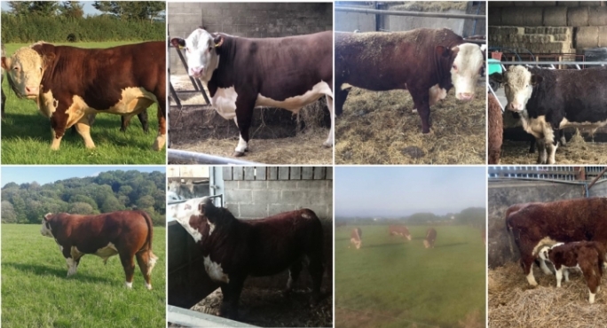 hereford bulls