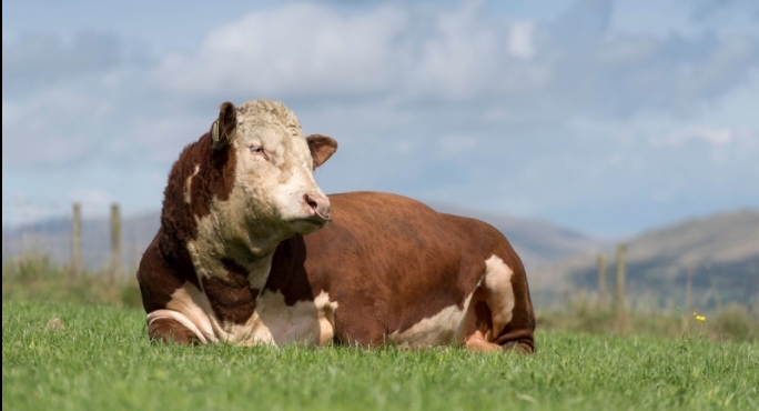 BULL