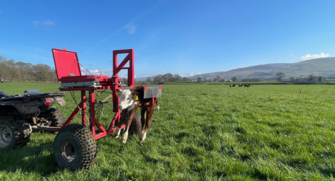 calf weighing