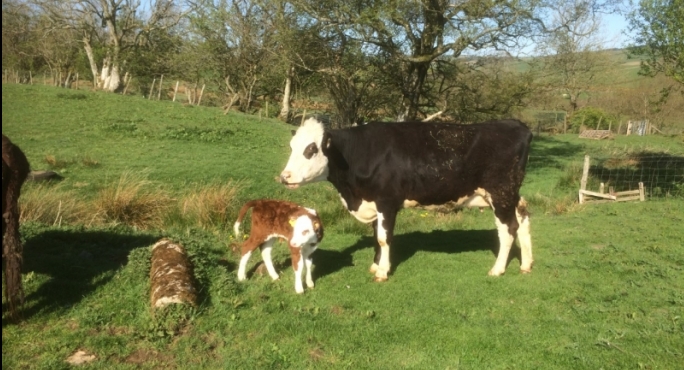 hereford calf