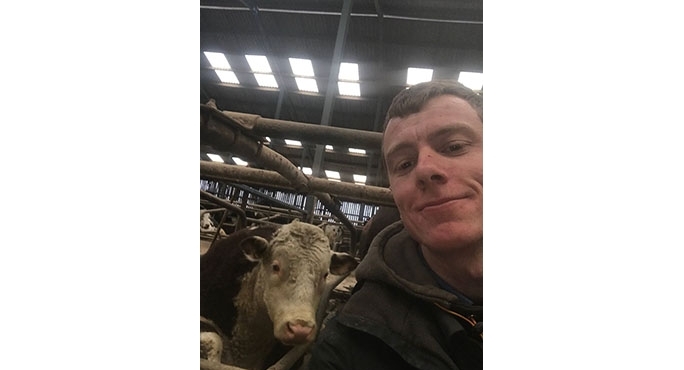 hereford bull selfie